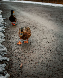 High angle view of birds on sand at beach