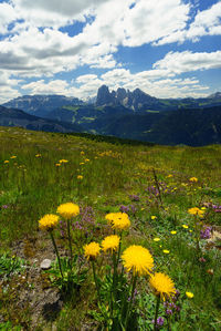 Yellow flowering plants on field against cloudy sky