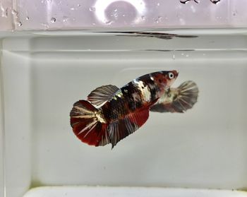 Bett fish is red black koi copper gold