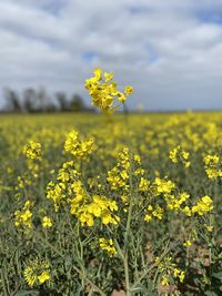 Yellow flowering plants on field