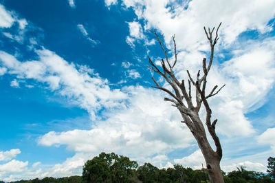 Low angle view of trees against blue sky