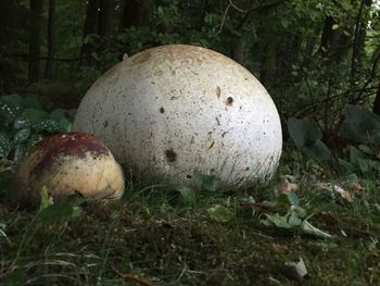 Close-up of mushroom growing in field