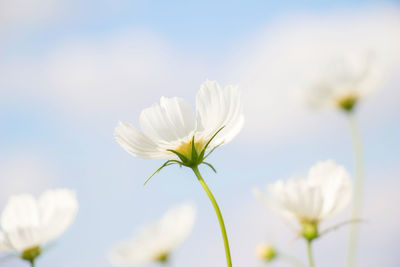 Close-up of  white cosmos flower