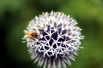 Close-up of bee pollinating on flower