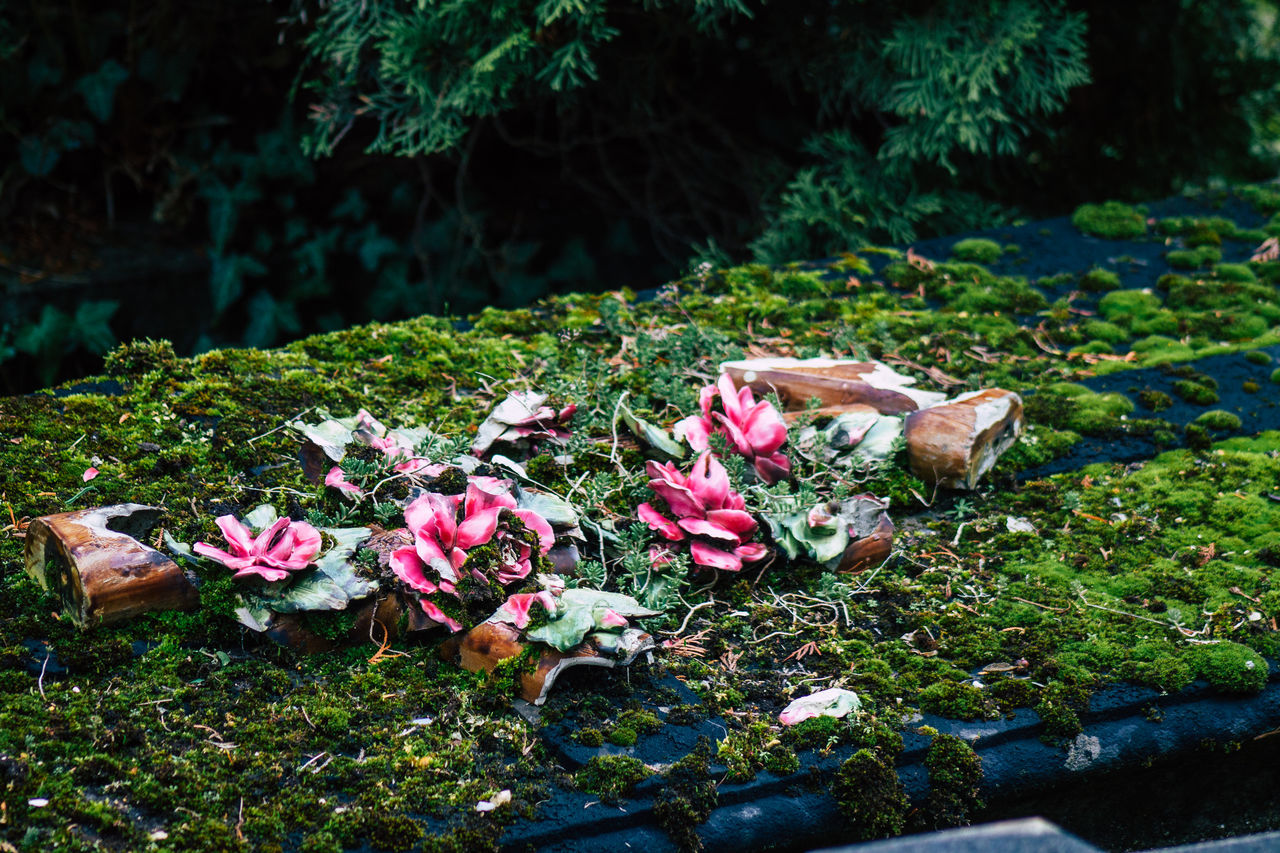 CLOSE-UP OF PINK FLOWERING PLANTS IN FIELD