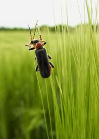 Close-up of insect on grass