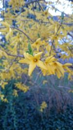 Close-up of yellow flower