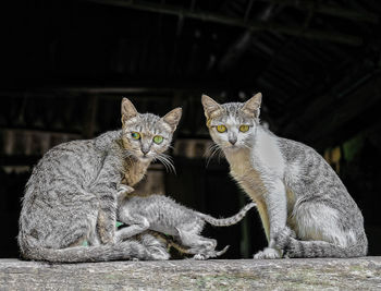 Portrait of cats sitting