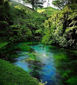 Reflection of trees in lake