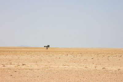 Single tree in desolate landscape of sand and desert in solitaire, nambia.