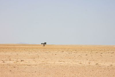 Scenic view of person riding motorcycle on field against clear sky