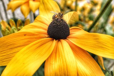 Close-up of honey bee on yellow flower