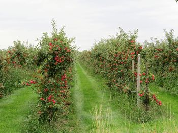 Red flowering plants on field against sky