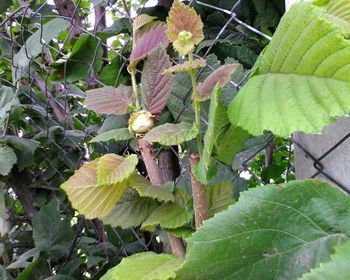 Close-up of berries growing on tree