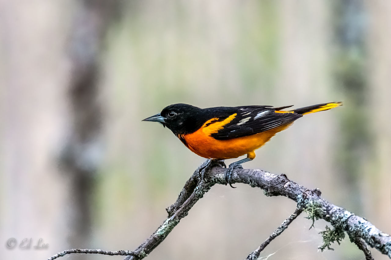 BIRD PERCHING ON A BRANCH