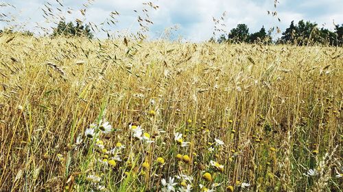 Scenic view of wheat field against sky