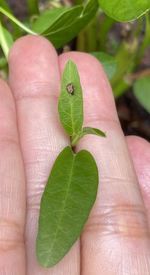 Close-up of hand holding leaves