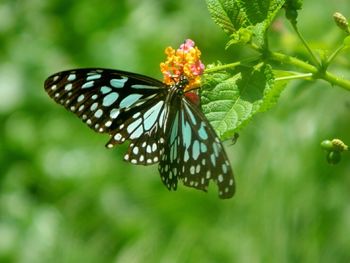 Butterfly on flower