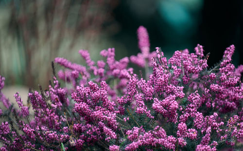 Close-up of flowering plant