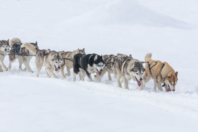 View of dogs on snow covered land