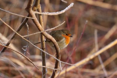 Close-up of bird perching on branch