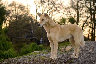 Side view of a dog looking away