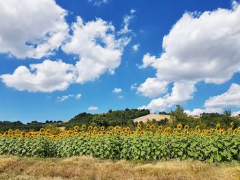 Scenic view of agricultural field against sky