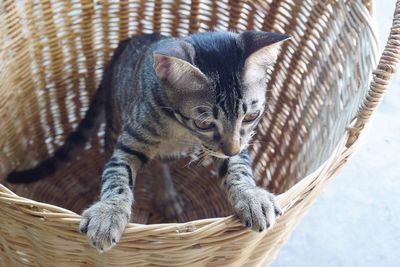 Close-up of lizard in basket