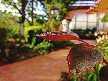 Close-up of autumn leaf on tree