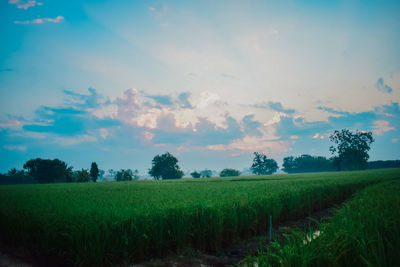 Scenic view of agricultural field against sky