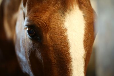 Close-up portrait of a horse