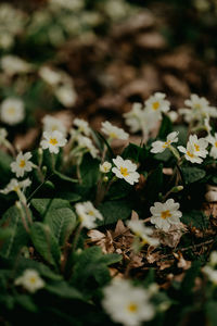 High angle view of flowering plants on field