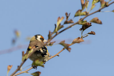 Low angle view of goldfinch perching on branch against sky