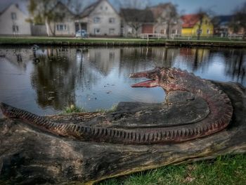 Close-up of turtle in water