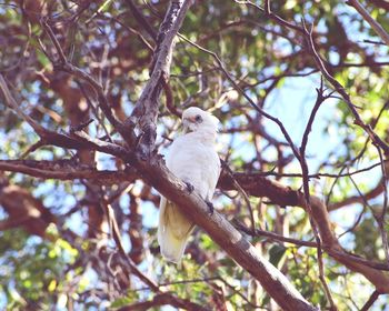 Low angle view of eagle perching on tree