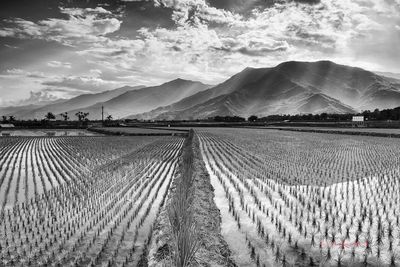 Scenic view of agricultural field against sky