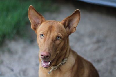 Close-up portrait of dog looking at camera