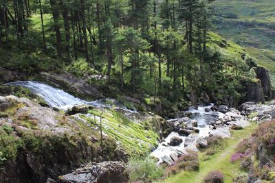 Scenic view of stream flowing through rocks in forest