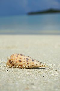 Close-up of crab on sand at beach