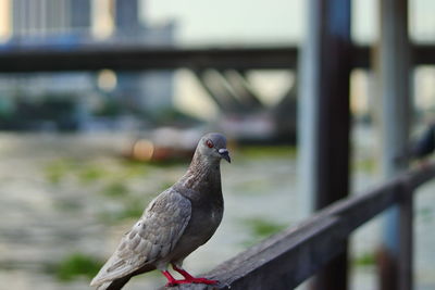 Close-up of seagull perching on railing