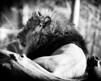 Close-up of monkey resting