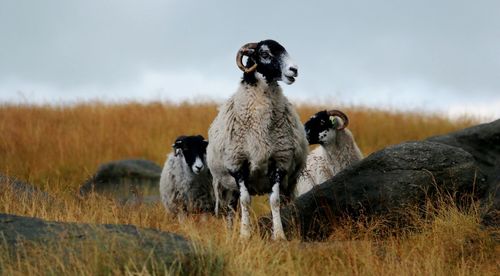 Sheep in a field