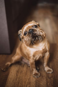 Portrait of dog on floor
