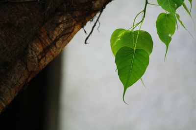 Close-up of leaves on tree trunk