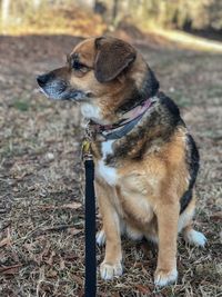 Close-up of dog sitting on field