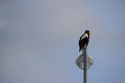 Low angle view of bird perching on pole