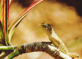 Close-up of bird perching on branch