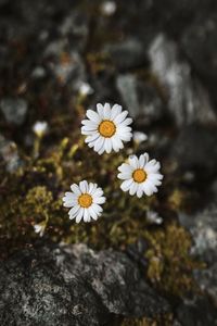 Close-up of white daisy flowers