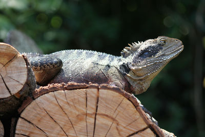 Low angle view of marine iguana on logs during sunny day