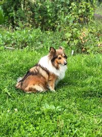 View of a dog relaxing on field